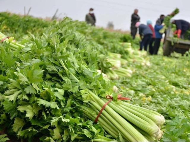 “芹”劳致富 香飘顾李