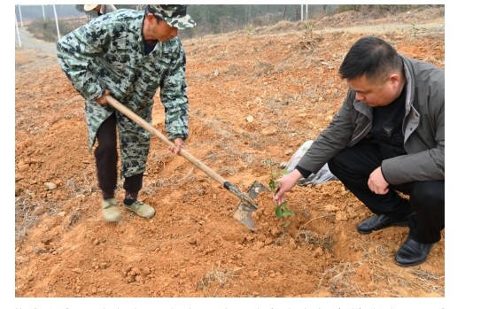 稳步推进200亩油茶示范林建设