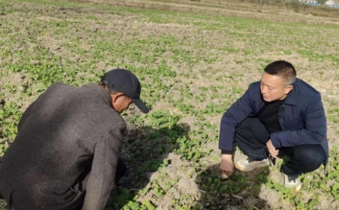 科学田管促弱转壮，夯实夏油丰收基础