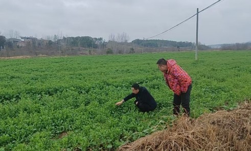农技下乡&ldquo;把脉问诊&rdquo; 开好春耕&ldquo;生产良方&rdquo;
